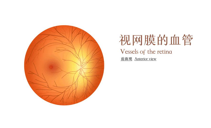 為什么視網膜會脫落